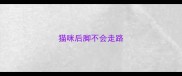 猫咪后脚不会走路