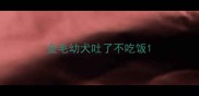 金毛幼犬吐了不吃饭