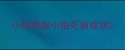 小狗得细小临死前症状