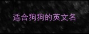 适合狗狗的英文名