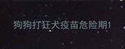 狗狗打狂犬疫苗危险期