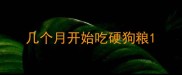 几个月开始吃硬狗粮