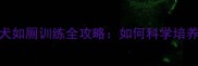 拉布拉多犬如厕训练全攻略如何科学培养排便习惯
