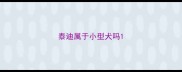 泰迪属于小型犬吗