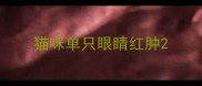 猫咪单只眼睛红肿