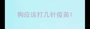 狗应该打几针疫苗