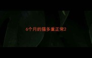 6个月的猫多重正常