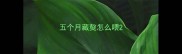 五个月藏獒怎么喂