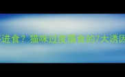猫咪为何总在不停进食猫咪过度摄食的7大诱因及科学应对方案