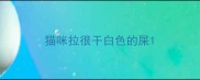 猫咪拉很干白色的屎