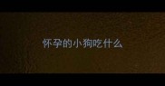 怀孕的小狗吃什么