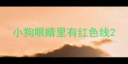 小狗眼睛里有红色线