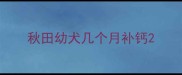 秋田幼犬几个月补钙