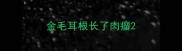 金毛耳根长了肉瘤