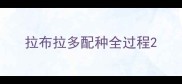 拉布拉多配种全过程