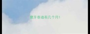 磨牙泰迪有几个月