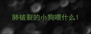肺破裂的小狗喂什么