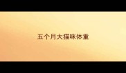 五个月大猫咪体重
