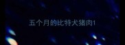 五个月的比特犬猪肉