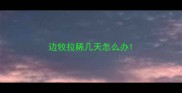 边牧拉稀几天怎么办