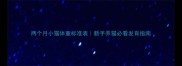 两个月小猫体重标准表新手养猫必看发育指南