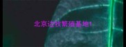 北京边牧繁殖基地