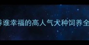 拉布拉多成家庭犬首选谁养谁幸福的高人气犬种饲养全攻略附训练喂养健康要点