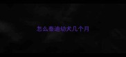 怎么泰迪幼犬几个月