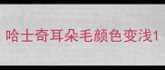 哈士奇耳朵毛颜色变浅