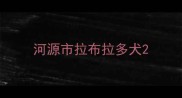 河源市拉布拉多犬