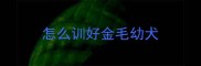 怎么训好金毛幼犬