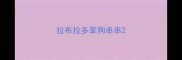 拉布拉多笨狗串串