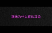 猫咪为什么喜欢耳朵