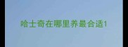 哈士奇在哪里养最合适