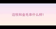 边牧和金毛串什么样
