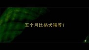 五个月比格犬喂养