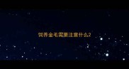 饲养金毛需要注意什么