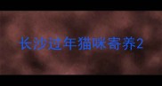长沙过年猫咪寄养