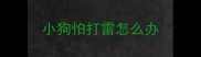小狗怕打雷怎么办