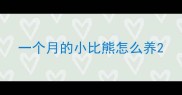 一个月的小比熊怎么养