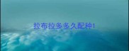 拉布拉多多久配种