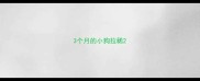 3个月的小狗拉稀