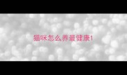 猫咪怎么养最健康