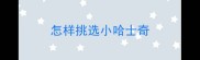 怎样挑选小哈士奇