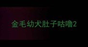金毛幼犬肚子咕噜