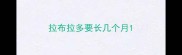 拉布拉多要长几个月
