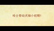 哈士奇幼犬细小初期