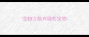 宠物店都有哪些宠物