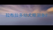 拉布拉多幼犬眼泪多