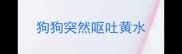 狗狗突然呕吐黄水